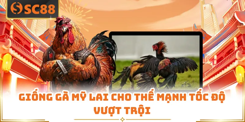 Giống gà Mỹ lai cho thế mạnh tốc độ vượt trội